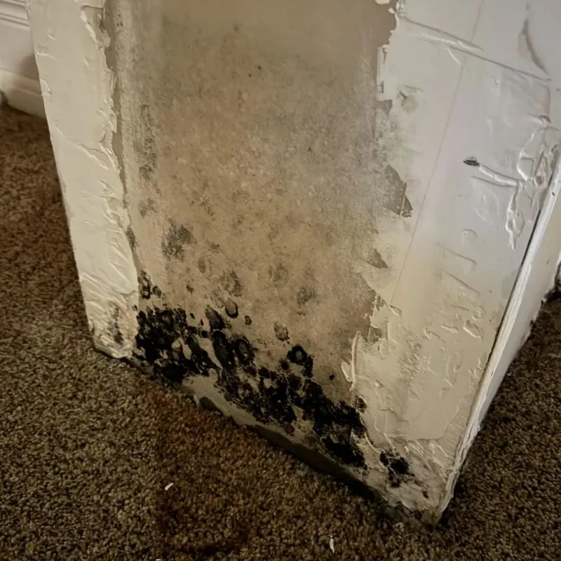 Professional Mold Removal in Gillespie County, TX